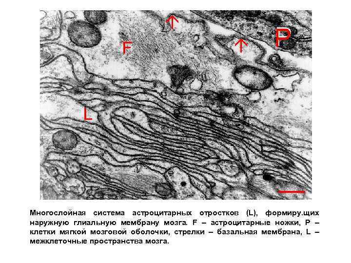 Многослойная система астроцитарных отростков (L), формиру. щих наружную глиальную мембрану мозга. F – астроцитарные