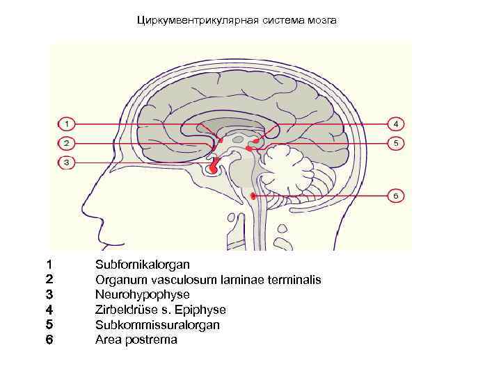 Циркумвентрикулярная система мозга 1 2 3 4 5 6 Subfornikalorgan Organum vasculosum laminae terminalis