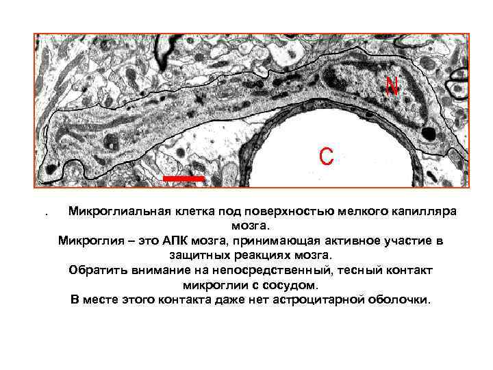 . Микроглиальная клетка под поверхностью мелкого капилляра мозга. Микроглия – это АПК мозга, принимающая