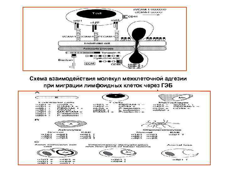 Схема взаимодействия молекул межклеточной адгезии при миграции лимфоидных клеток через ГЭБ ( на примере