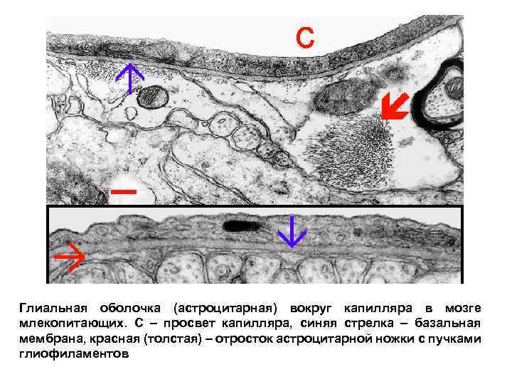 Глиальная оболочка (астроцитарная) вокруг капилляра в мозге млекопитающих. С – просвет капилляра, синяя стрелка