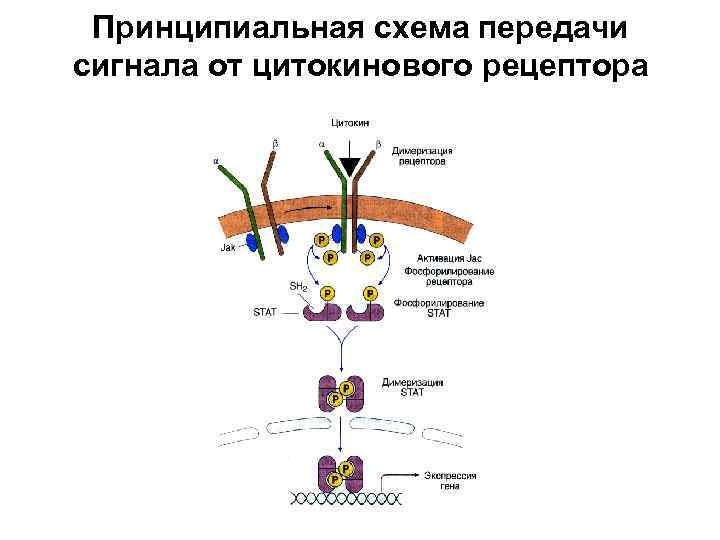 Схема передачи сигнала от цитокинов