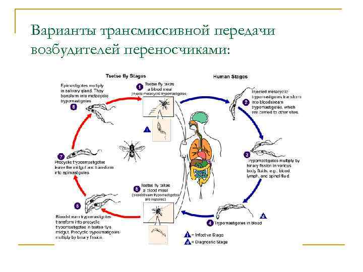 Варианты трансмиссивной передачи возбудителей переносчиками: 