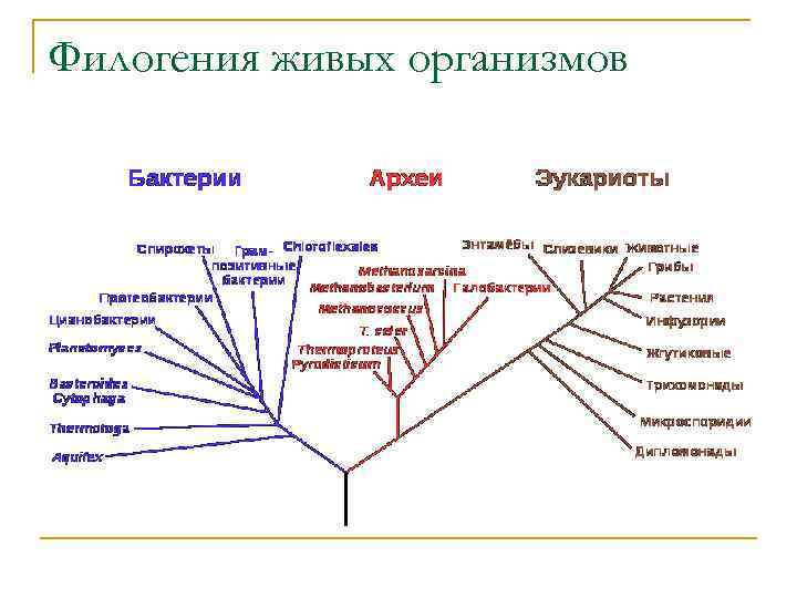 Система живых организмов