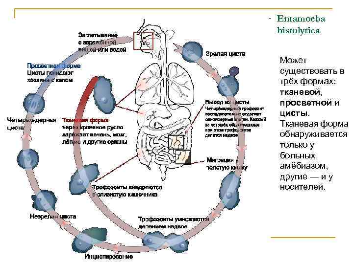 Жизненный цикл entamoeba histolytica схема