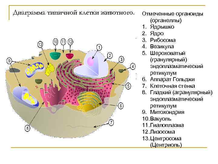 Внутренняя среда клеток органоид. Название органеллы образующей внутреннюю среду клетки. Органелла образующая внутреннюю среду клетки. Эндоплазматическая стенка клетки. Расположение ядра в животной клетке.
