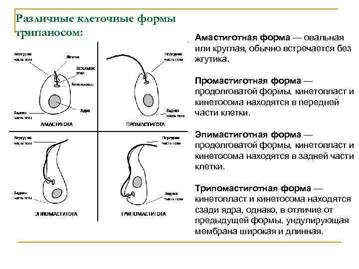 Трипаносома способна к фотосинтезу