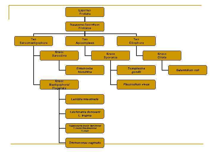 Царство Protista Подцарство Простейшие Protozoa Тип Sarcomastigophora Тип Ciliophora Тип Apicomplexa Класс Sarcodina Класс
