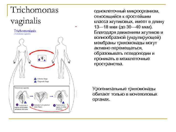 Trichomonas vaginalis одноклеточный микроорганизм, относящийся к простейшим класса жгутиковых, имеет в длину 13— 18