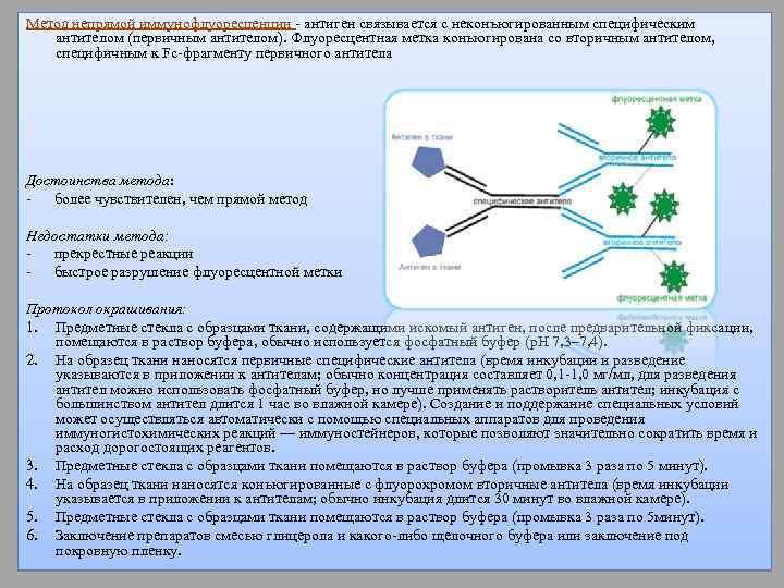 Метод непрямой иммунофлуоресценции - антиген связывается с неконъюгированным специфическим антителом (первичным антителом). Флуоресцентная метка