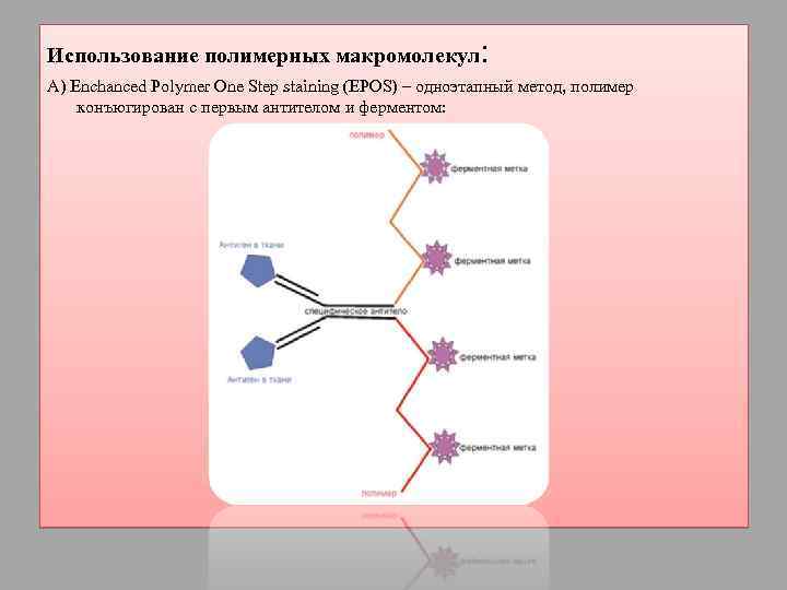 Использование полимерных макромолекул : А) Enchanced Polymer One Step staining (EPOS) – одноэтапный метод,