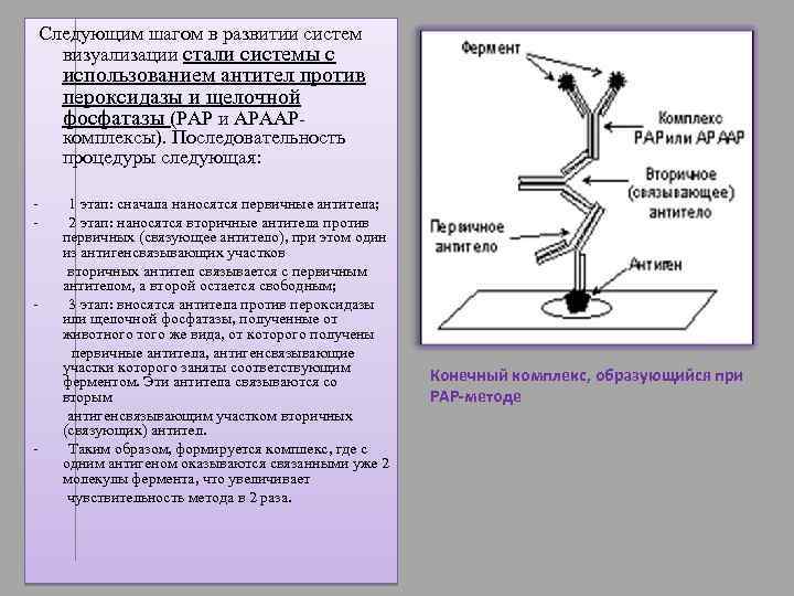 Pap метод иммуногистохимия схема