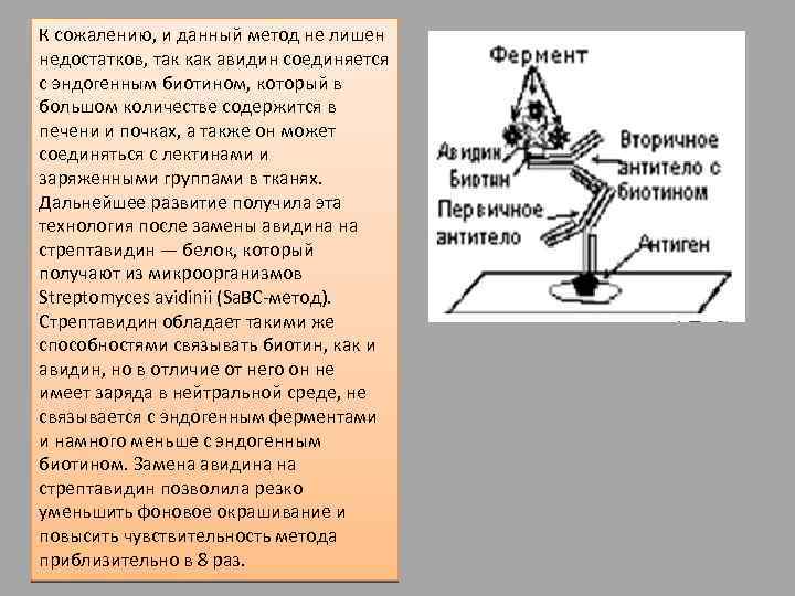 К сожалению, и данный метод не лишен недостатков, так как авидин соединяется с эндогенным