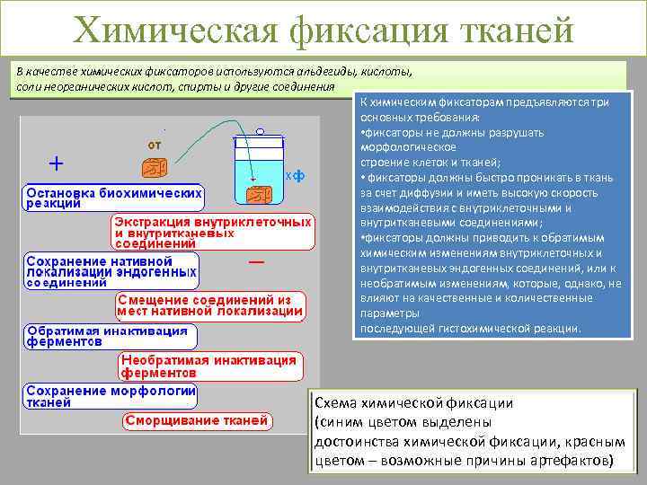 Иммуногистохимические методы презентация