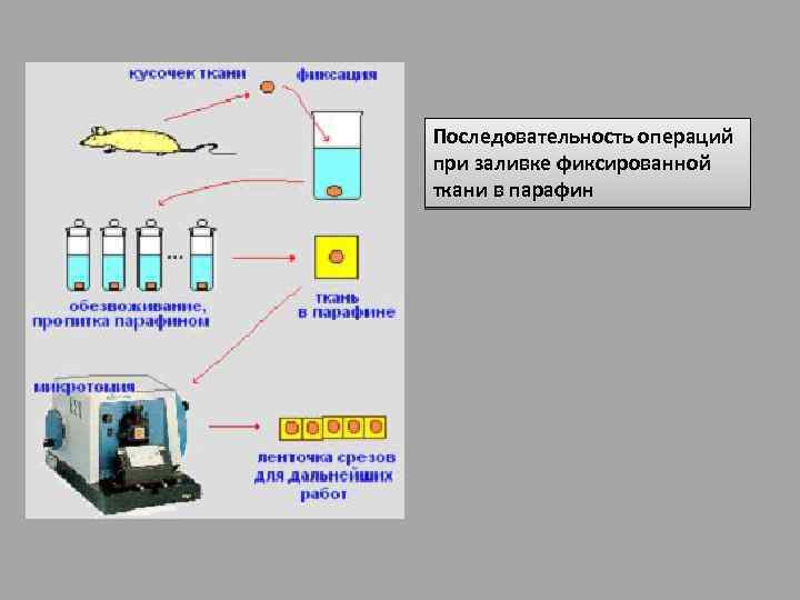 Последовательность операций при заливке фиксированной ткани в парафин 
