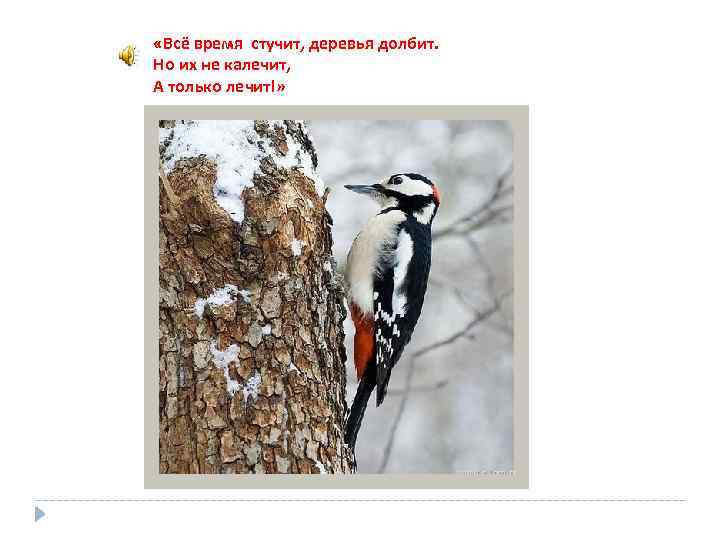  «Всё время стучит, деревья долбит. Но их не калечит, А только лечит!» 