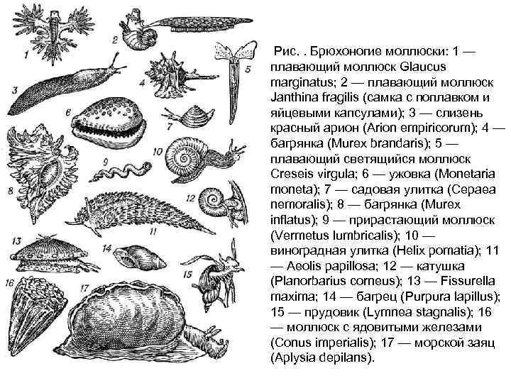  Рис. . Брюхоногие моллюски: 1 — плавающий моллюск Glaucus marginatus; 2 — плавающий