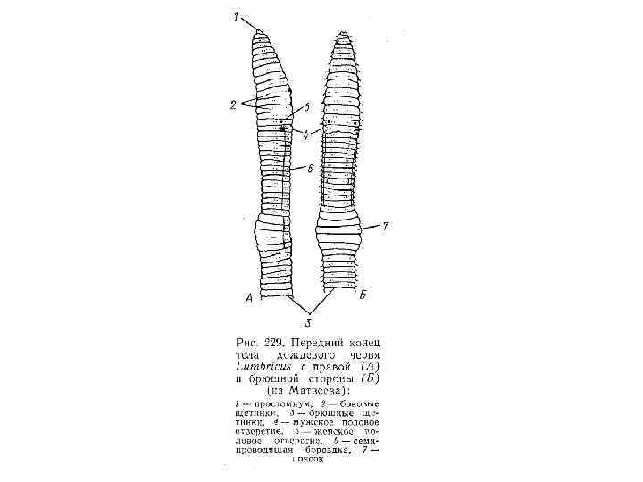 Передний и задний конец червя. Внешнее строение передней части тела дождевого червя. Дождевой червь строение поясок. Передний конец дождевого червя. Передний конец тела дождевого червя.