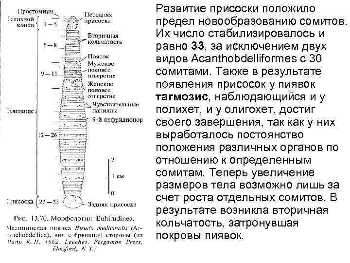  • Развитие присоски положило предел новообразованию сомитов. Их число стабилизировалось и равно 33,
