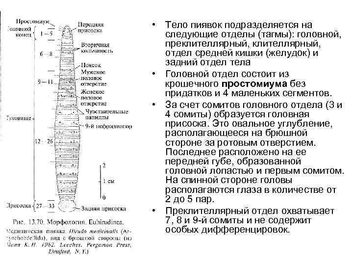  • Тело пиявок подразделяется на следующие отделы (тагмы): головной, преклителлярный, отдел средней кишки
