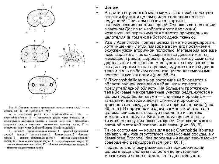  • • • Целом Развитие внутренней мезенхимы, к которой переходит опорная функция целома,