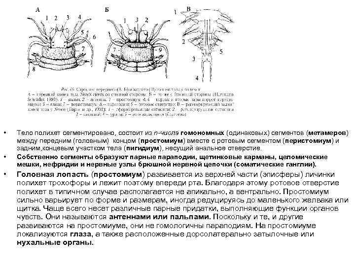  • • • Тело полихет сегментировано, состоит из n-числа гомономных (одинаковых) сегментов (метамеров)