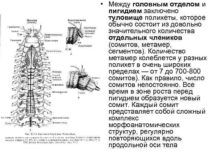  • Между головным отделом и пигидием заключено туловище полихеты, которое обычно состоит из