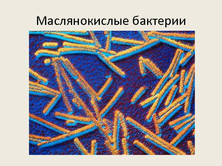 Маслянокислые бактерии 