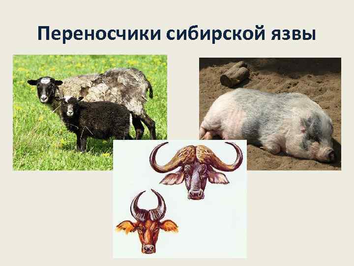 Переносчики сибирской язвы 