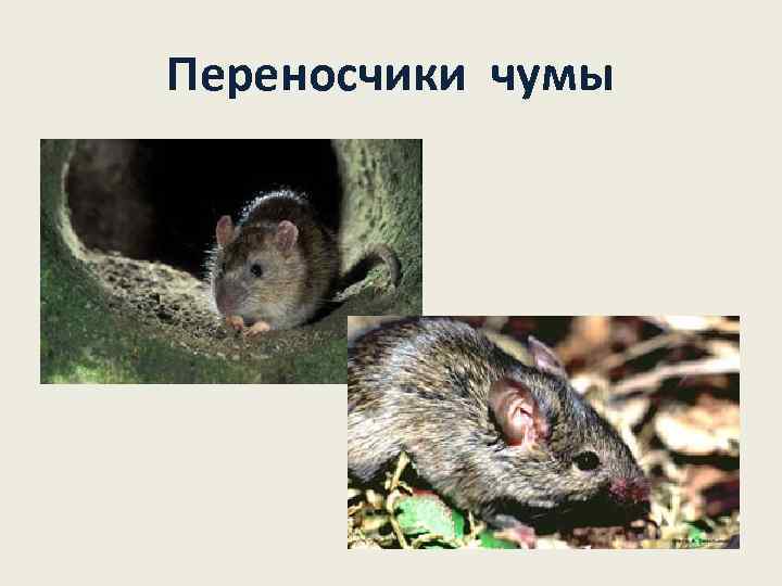 Переносчики чумы 