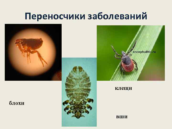 Переносчики заболеваний клещи блохи вши 