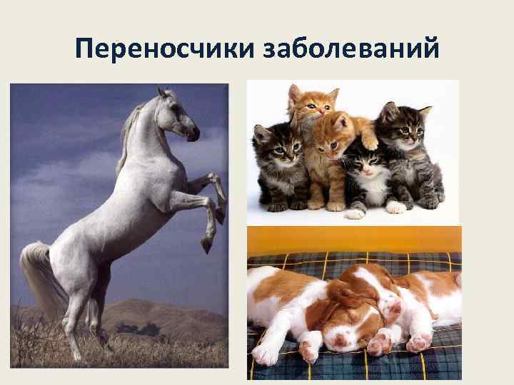 Переносчики заболеваний 
