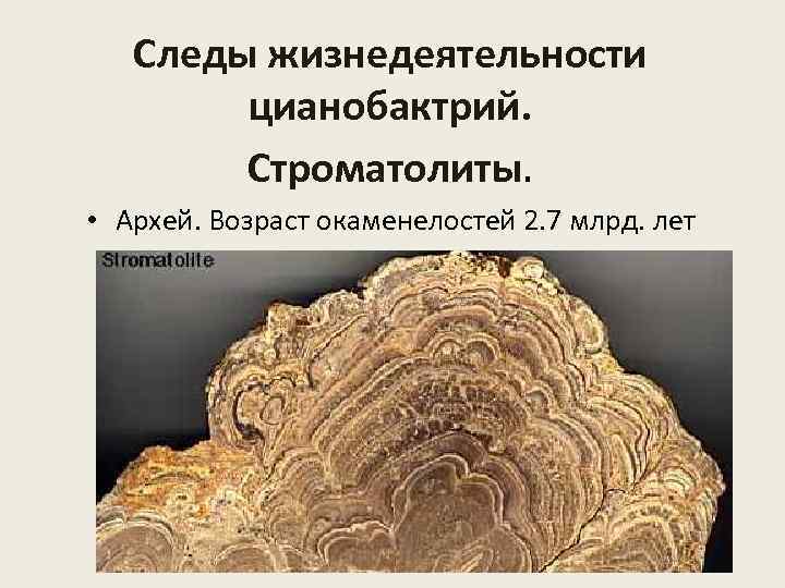 Следы жизнедеятельности цианобактрий. Строматолиты. • Архей. Возраст окаменелостей 2. 7 млрд. лет 