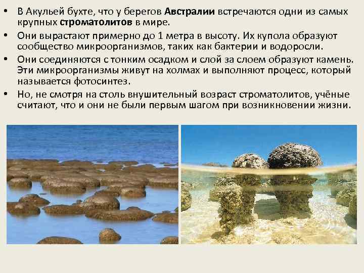  • В Акульей бухте, что у берегов Австралии встречаются одни из самых крупных