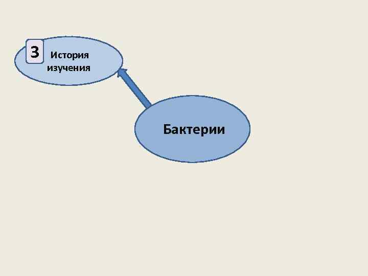3 История изучения Бактерии 