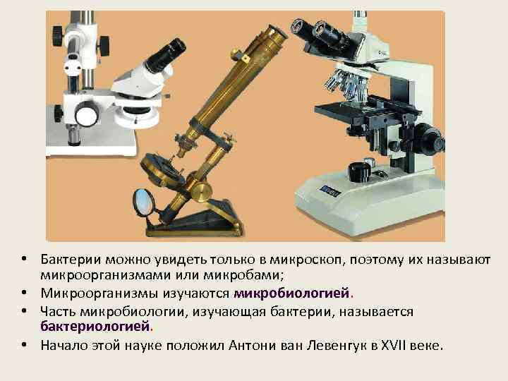  • Бактерии можно увидеть только в микроскоп, поэтому их называют микроорганизмами или микробами;