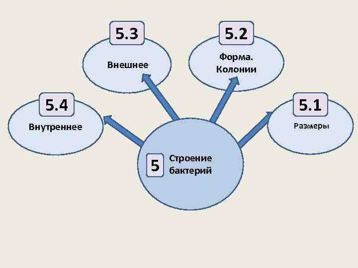 5. 3 5. 2 Внешнее Форма. Колонии 5. 4 5. 1 Внутреннее Размеры 5