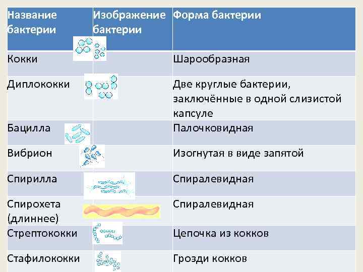 Представители группы бактерии. Форма бактерий таблица 5 класс. Бактерии названия. Формы и названия бактерий. Формы бактерий и их названия.