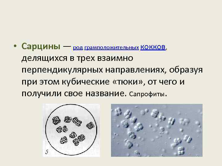  • Сарцины — род грамположительных кокков, делящихся в трех взаимно перпендикулярных направлениях, образуя