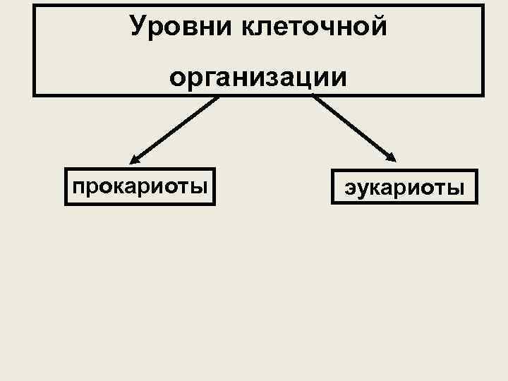 Уровни клеточной организации прокариоты эукариоты 