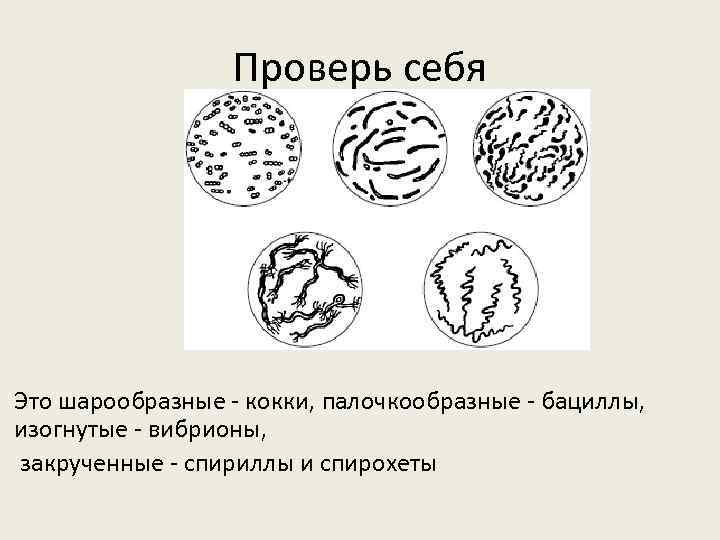Проверь себя Это шарообразные - кокки, палочкообразные - бациллы, изогнутые - вибрионы, закрученные -