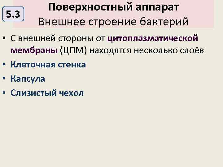5. 3 Поверхностный аппарат Внешнее строение бактерий • С внешней стороны от цитоплазматической мембраны