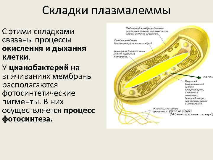 Складки плазмалеммы С этими складками связаны процессы окисления и дыхания клетки. У цианобактерий на