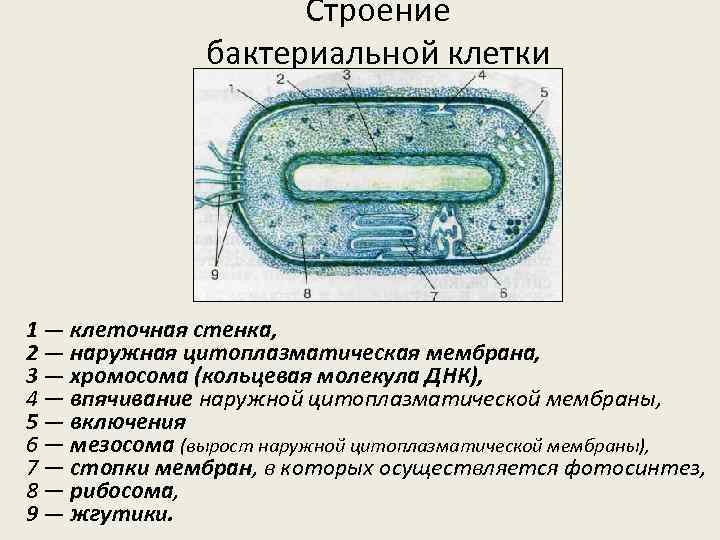 Свойства клеток бактерий
