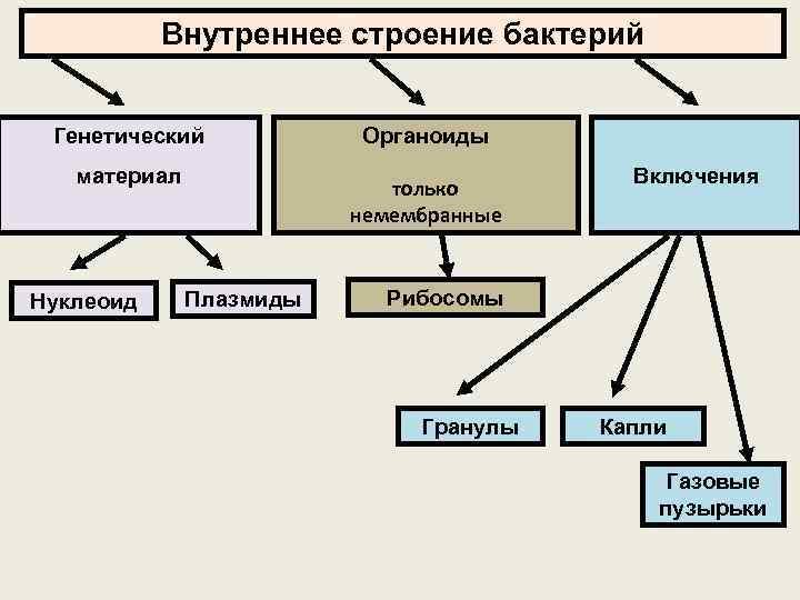 Внутреннее строение бактерий Генетический материал Нуклеоид Органоиды только немембранные Плазмиды Включения Рибосомы Гранулы Капли