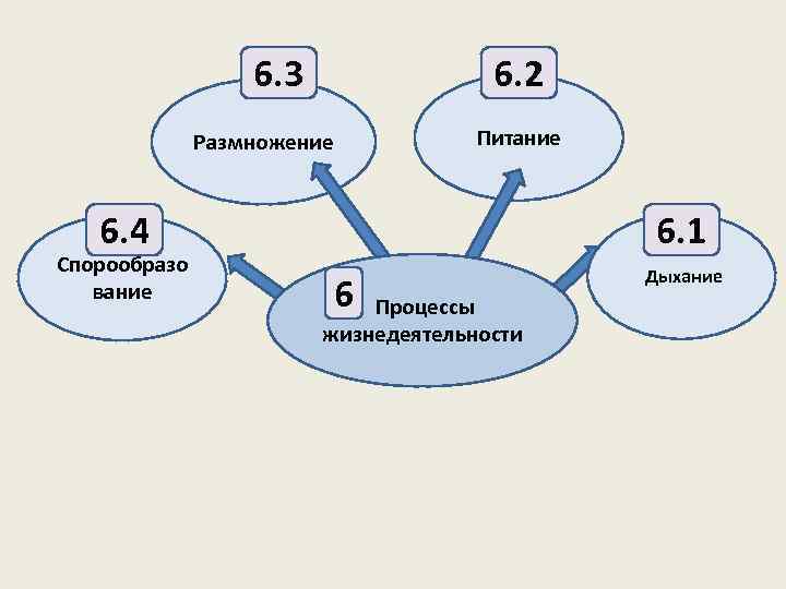 6. 3 6. 2 Питание Размножение 6. 4 Спорообразо вание 6. 1 6 Процессы