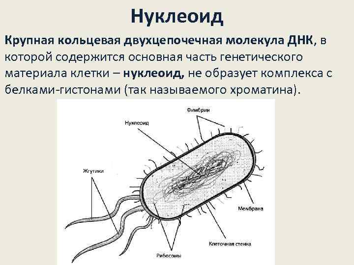 Нуклеоид прокариот. Структура нуклеоида бактериальной клетки. Нуклеоид бактерий микробиология.