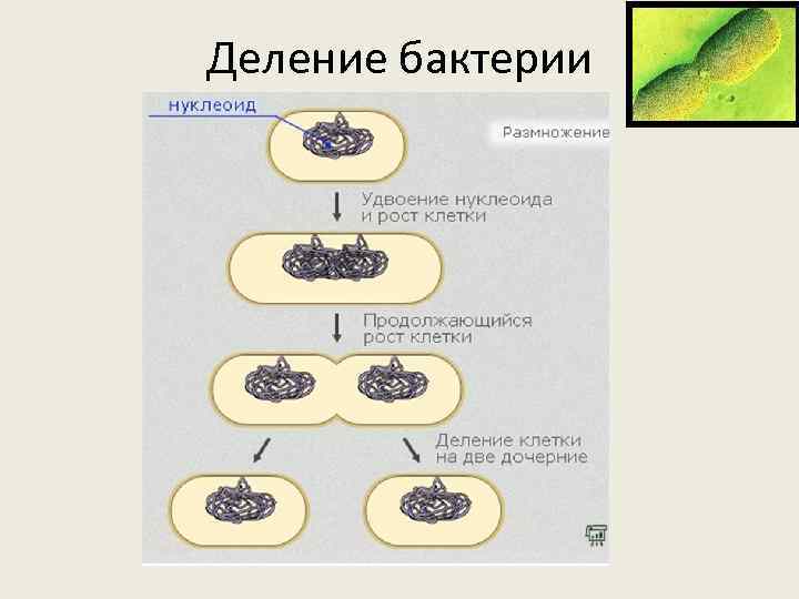 Схема бинарного деления