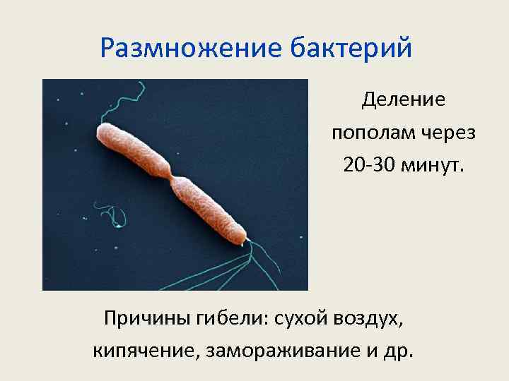 Размножение бактерий Деление пополам через 20 -30 минут. Причины гибели: сухой воздух, кипячение, замораживание