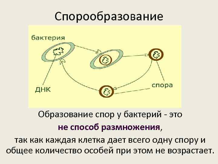 Спорообразование Образование спор у бактерий - это не способ размножения, так каждая клетка дает